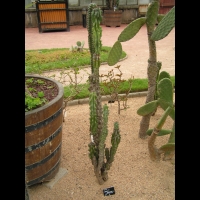 Cereus Jamacaru (forme monstrueuse) (fam Cactacees) (Bresil) (01)
